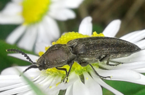 Elateridae: Cydnopus sp.